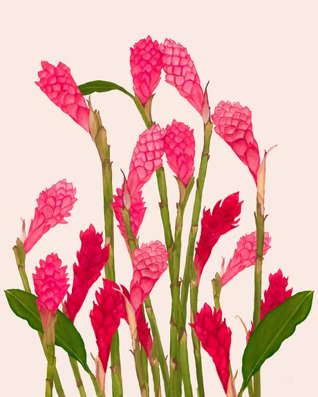 ALOHA DE MELE GINGER BLOOM - 8x10 PRINT 11x14 MAT
