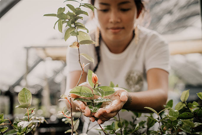 RAPID ʻŌHIʻA DEATH : The growing threat on the garden isle