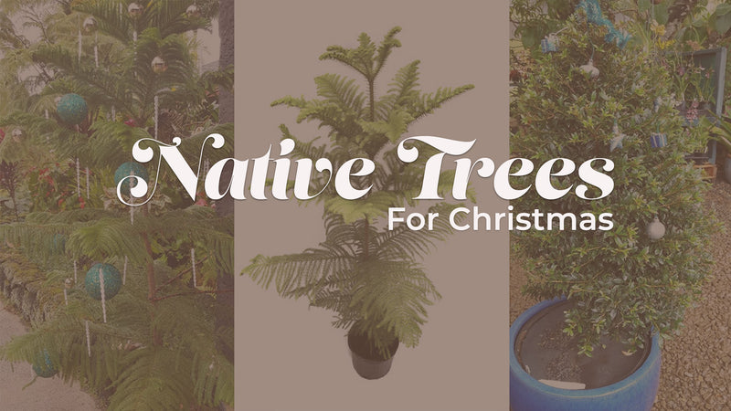 Native Trees for Christmas