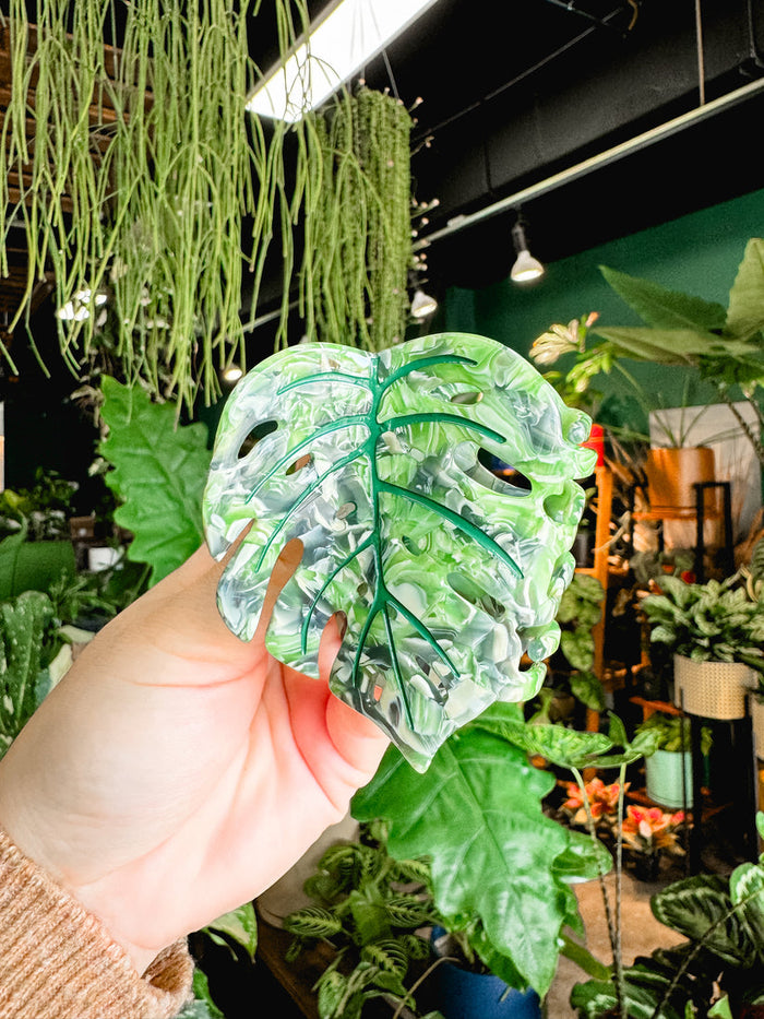 COOPMONSTERS REGULAR VARIEGATED MONSTERA - GREEN