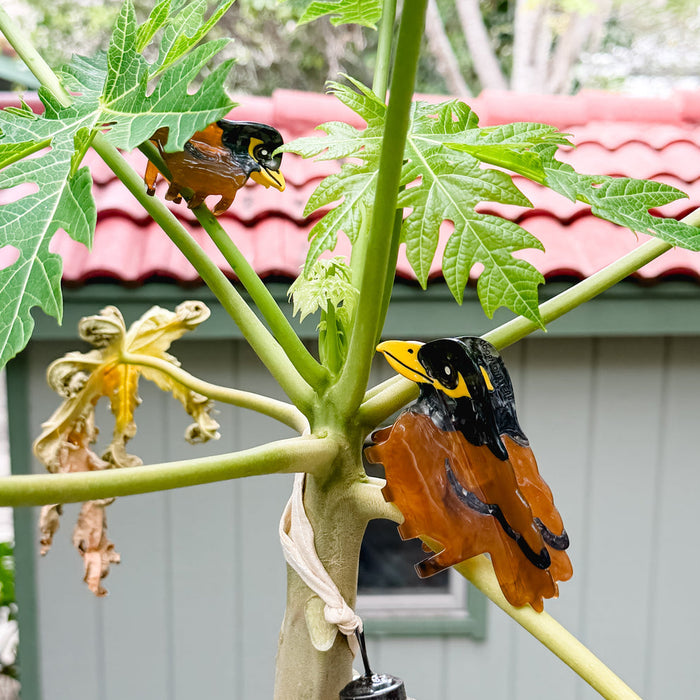 COOPMONSTERS ORIGINAL MYNAH BIRD HAIR CLAW