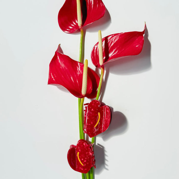 COOPMONSTERS REGULAR ANTHURIUM HAIR CLAW - RED
