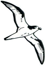 LAULIMA 'UA'U PIN