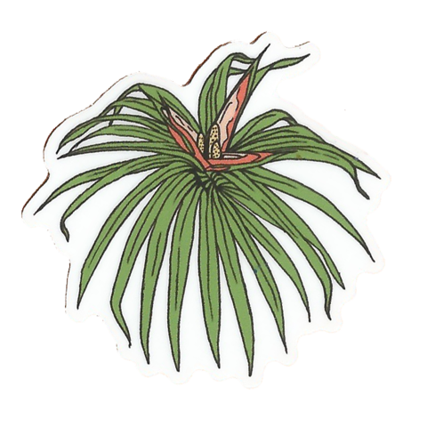 LAULIMA 'IE'IE STICKER